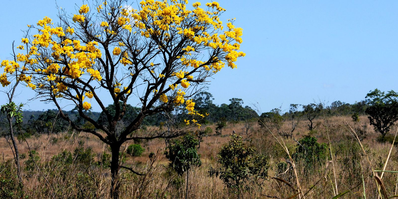 Paranã é o quarto município que mais desmatou vegetação nativa do