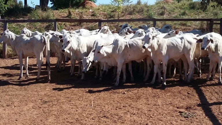 Bandidos roubam 125 cabeças de gado de fazenda, em Goiânia