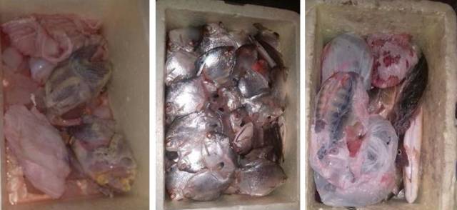 CIPRA aprende próximo a Gurupi peixes e carnes de animais silvestres