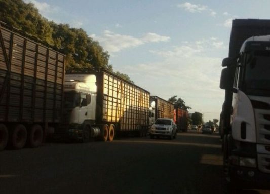 Operação Volante: Delegacia Fazendária empreende mais de mil animais próximo a Gurupi
