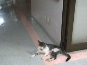 Funcionários flagram gato andando pelos corredores do HGP