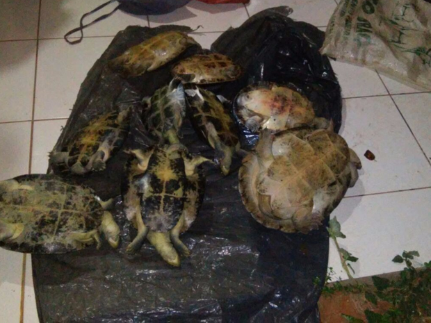 Homem é preso transportando 8 tartarugas na garupa de uma moto