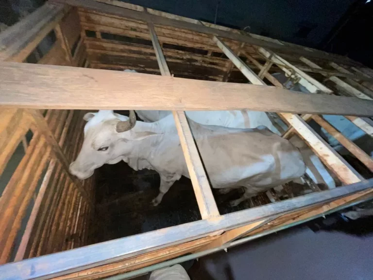 Homens são presos suspeitos de furtar gado com a ajuda de vaqueiro em fazenda no Tocantins