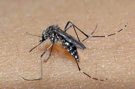 Tocantins confirma primeira morte por dengue em 2024