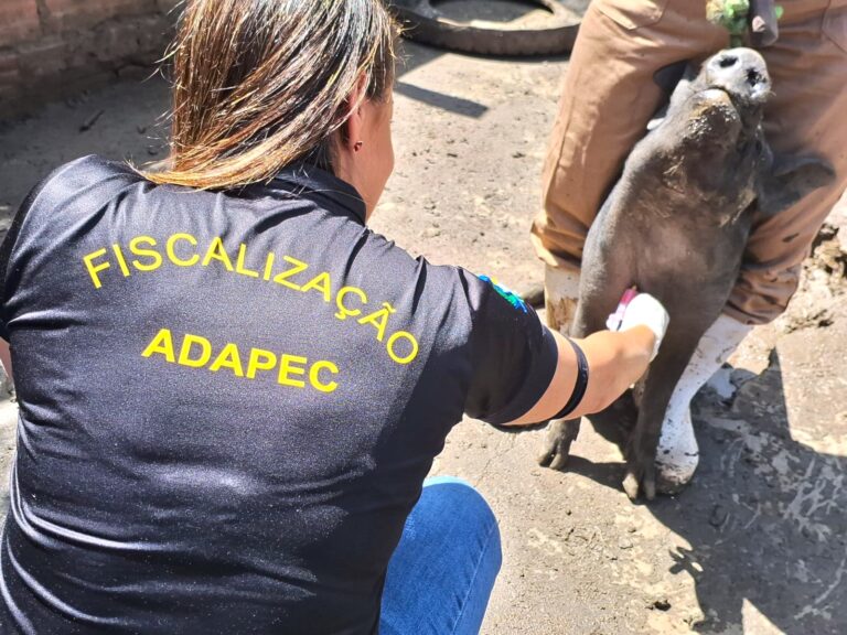 Governo do Tocantins realiza monitoramento sorológico de Peste Suína Clássica em 55 municípios do Estado