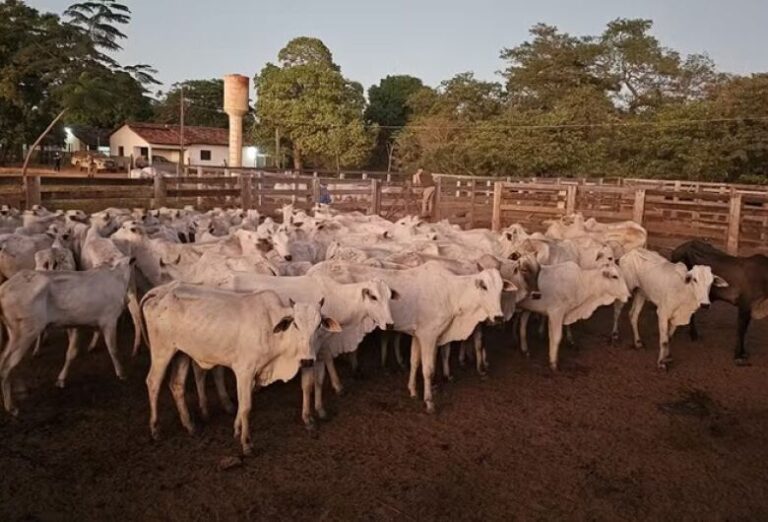 Mais de 60 cabeças de gado são recuperadas em Palmeirópolis após denúncia de furto em fazenda